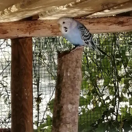 Nuvolino *
